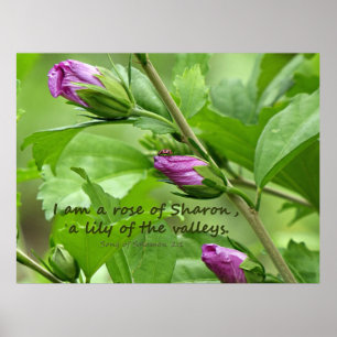 Affiche Chanson de Salomon 2:1