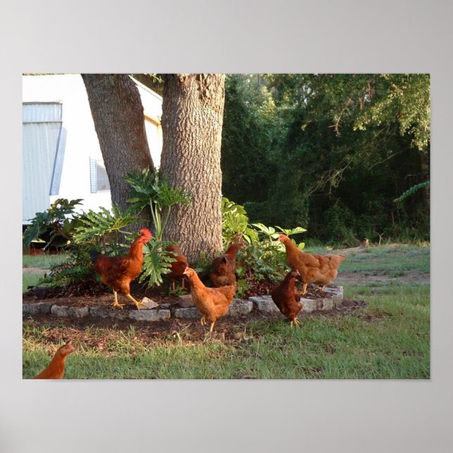 Affiche Chant de poulet (Devant)