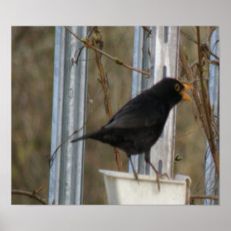 Affiche Chanter Blackbird Print