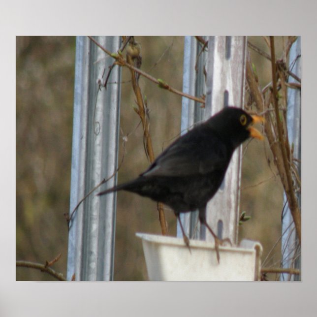 Affiche Chanter Blackbird Print (Devant)