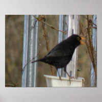 Chanter Blackbird Print