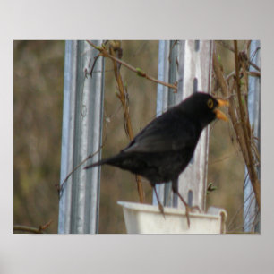 Affiche Chanter Blackbird Print