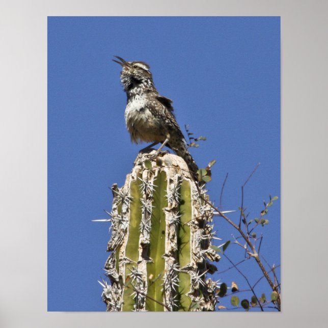 Affiche Chanter Cactus Wren (Devant)