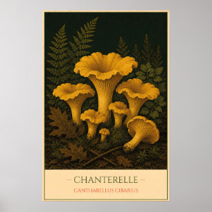 Affiche Chanterelle