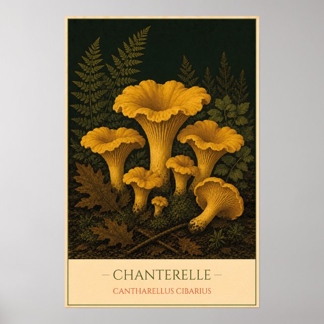 Affiche Chanterelle (Devant)