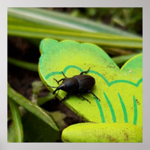 Affiche Charançon, Coléoptères, Curculionoidea, Punaise