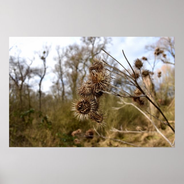 Affiche Chardon (Devant)