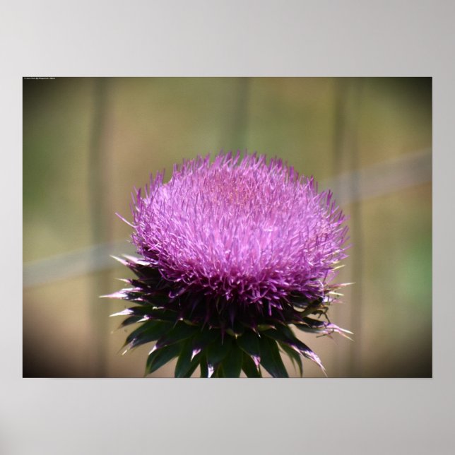 Affiche Chardon, (Devant)