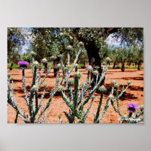 Affiche Chardon cotonneux dans un oliveraie