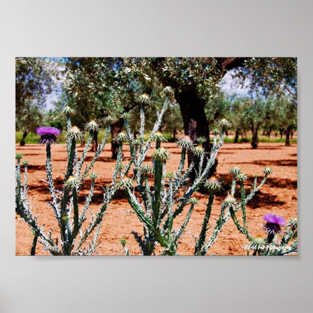 Affiche Chardon cotonneux dans un oliveraie (Devant)