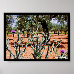Affiche Chardon cotonneux dans un oliveraie