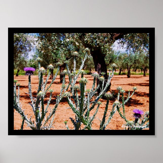Affiche Chardon cotonneux dans un oliveraie (Devant)