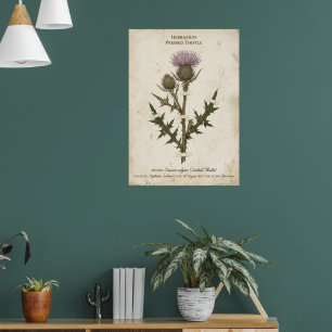 Affiche Chardon écossais vintage Herbier botanique Poste
