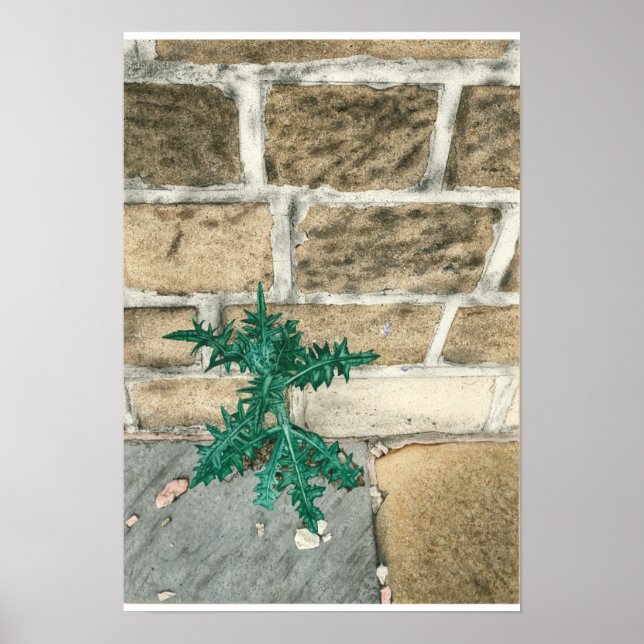 Affiche Chardon et jetons (Devant)