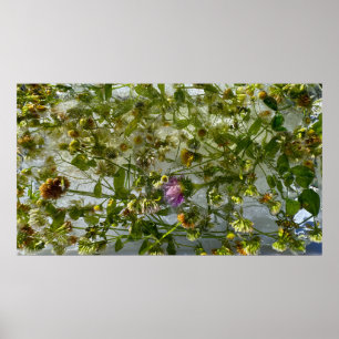 Affiche Chardon et trèfle glacés,