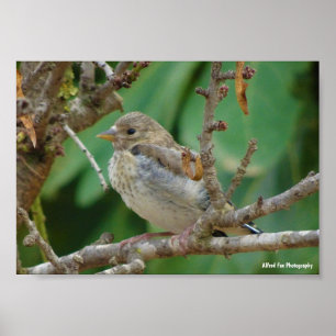 Affiche Chardonneret élégant juvénile dans un amandier