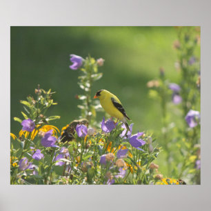 Affiche Chardonneret sur une fleur de jacinthe des prés