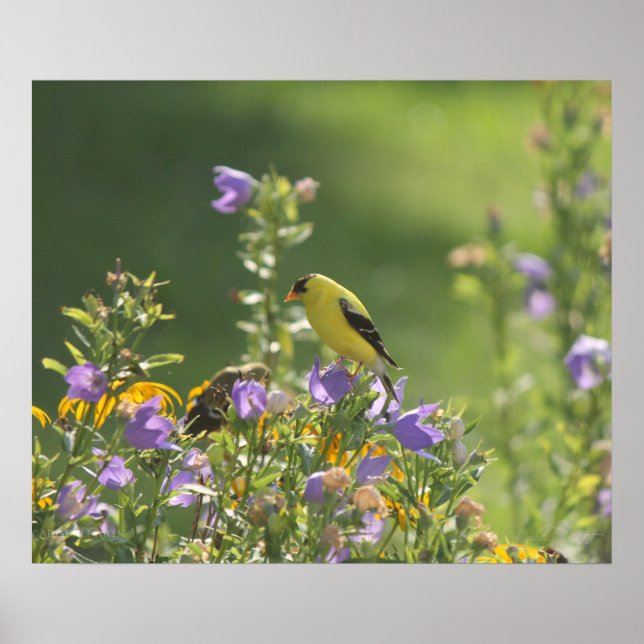 Affiche Chardonneret sur une fleur de jacinthe des prés (Devant)