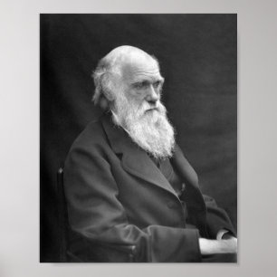 Affiche Charles Darwin Portrait - 1874