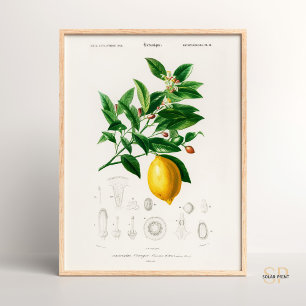 Affiche Charles Dessalines D Orbigny Lemon Citrus Limoniu