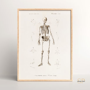 Affiche Charles Dessalines D Orbigny Squelette humain Vint