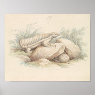 Affiche Charles Hamilton Smith - Armadillo de fées roses