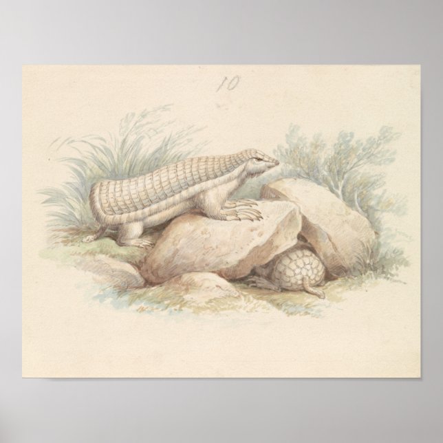 Affiche Charles Hamilton Smith - Armadillo de fées roses (Devant)