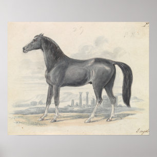Affiche Charles Hamilton Smith - Cheval de Dongola