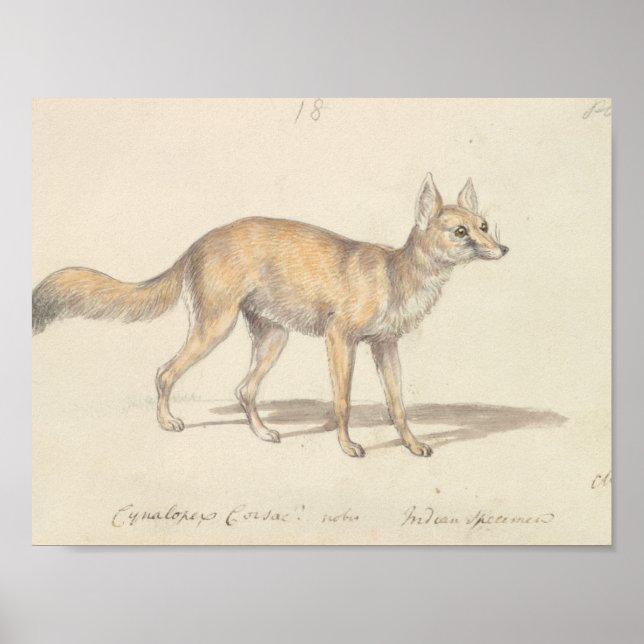 Affiche Charles Hamilton Smith - Corsac Dog-Fox (Devant)