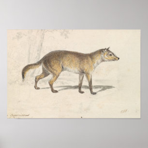 Affiche Charles Hamilton Smith - Crabodago Aguara Fox