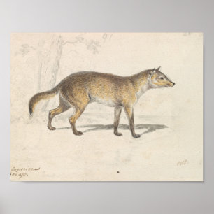 Affiche Charles Hamilton Smith - Crabodago Aguara Fox
