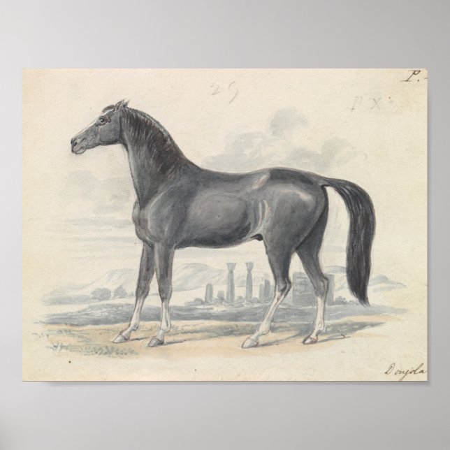 Affiche Charles Hamilton Smith - Dongola Horse (Devant)
