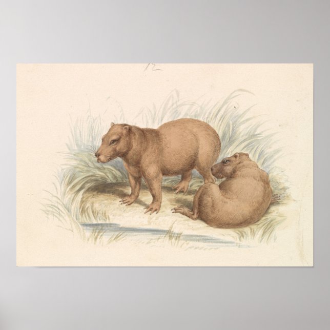 Affiche Charles Hamilton Smith - La Capybara (Devant)