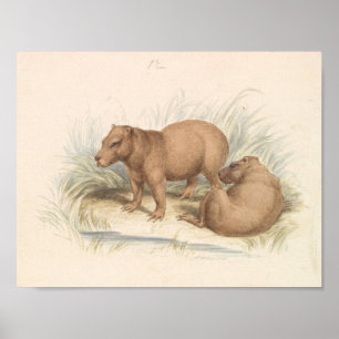 Affiche Charles Hamilton Smith - La Capybara