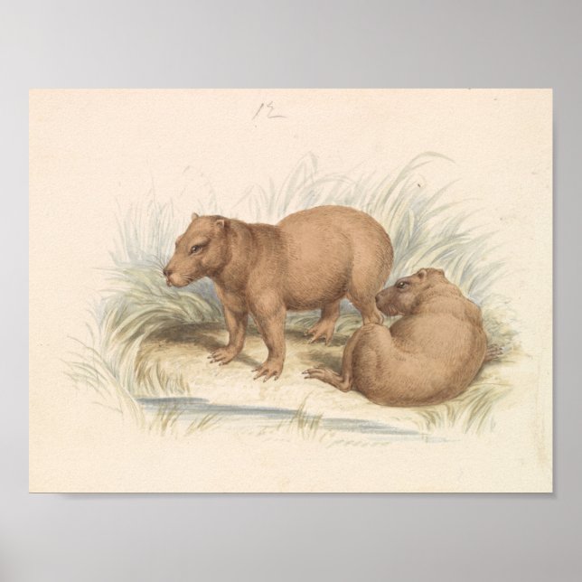 Affiche Charles Hamilton Smith - La Capybara (Devant)