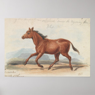Affiche Charles Hamilton Smith - Le Cheval Koomrah