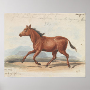 Affiche Charles Hamilton Smith - Le Cheval Koomrah