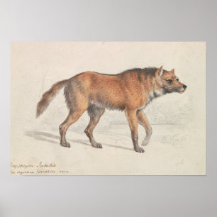Affiche Charles Hamilton Smith - Maned Wolf