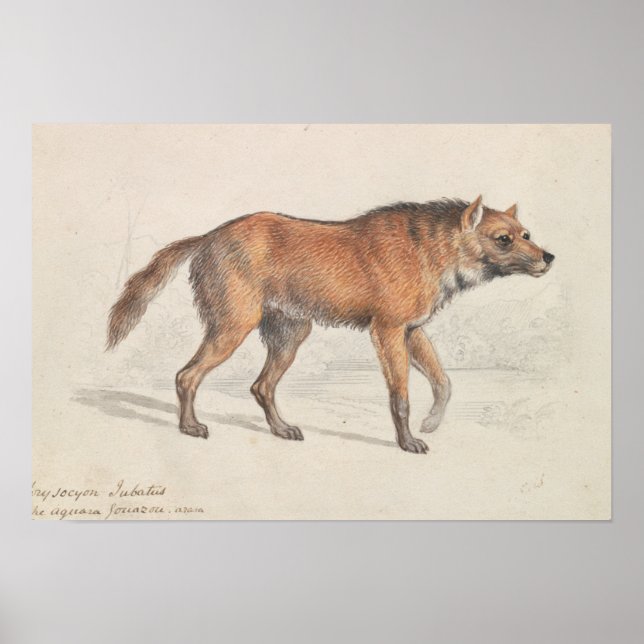 Affiche Charles Hamilton Smith - Maned Wolf (Devant)