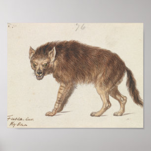 Affiche Charles Hamilton Smith - The Brown Hyena