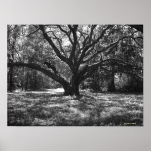 Affiche Charleston Caroline du Sud