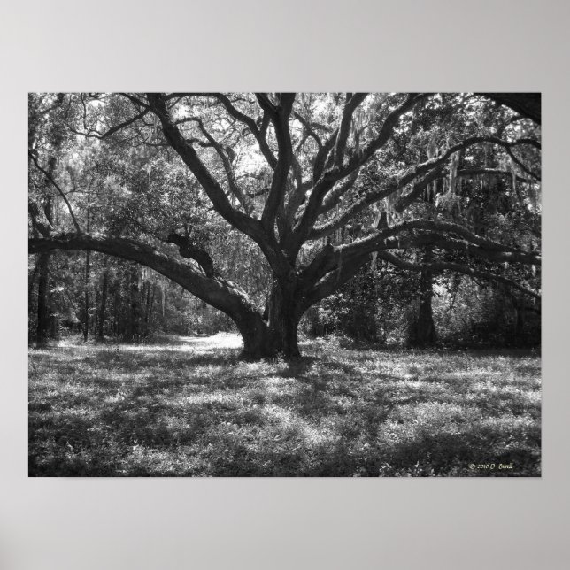 Affiche Charleston Caroline du Sud (Devant)