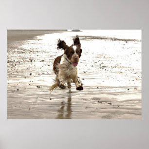 Affiche Charlie The Springer