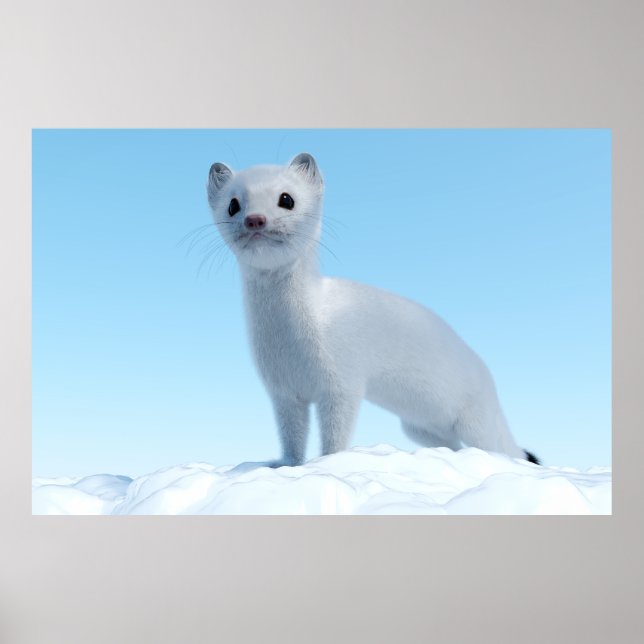 Affiche Charme de la belette arctique (Devant)