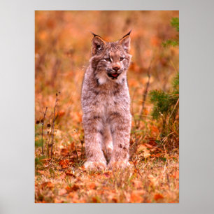 Affiche Chasse Bobcat   Forêt d'automne