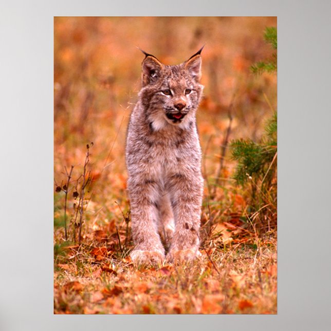 Affiche Chasse Bobcat | Forêt d'automne (Devant)