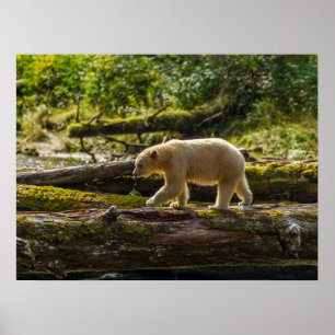 Affiche Chasse de l'ours esprit blanc