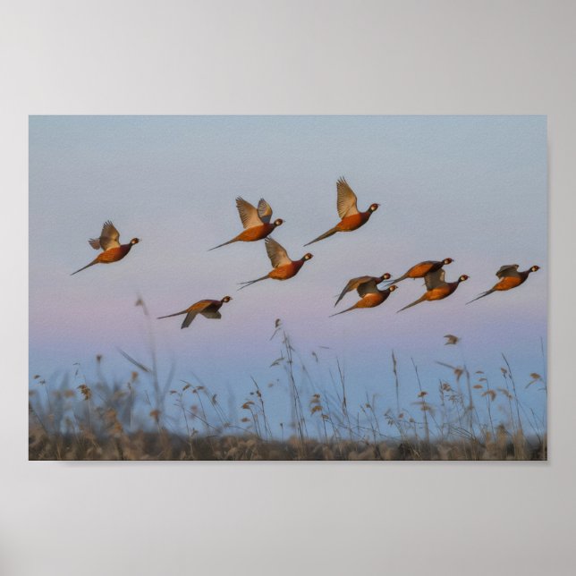 Affiche Chasse début de saison chasseur de primes (Devant)