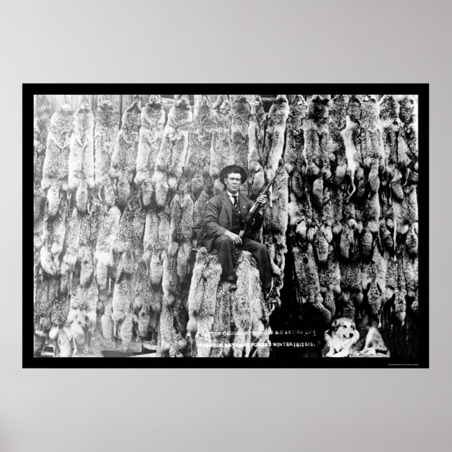 Affiche Chasseur de coyote au milieu de plus de 60 Peltes  (Devant)