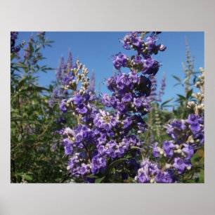 Affiche Chaste Arbre Fleurs violettes